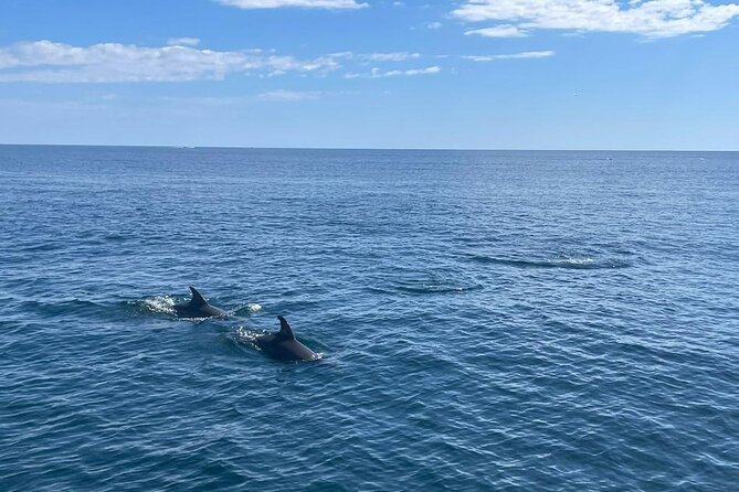2-Hour Excursion in Search of Dolphins/ Includes Drink and Snacks - Timing Your Departure for the Best Mood