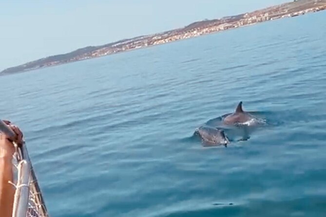 2-Hour Excursion in Search of Dolphins/ Includes Drink and Snacks - Comfort, Music, and Crew Service