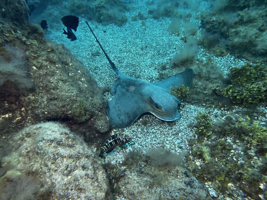 Abades: Guided Snorkeling Tour with Photos - Should You Book The Abades Snorkeling Tour?