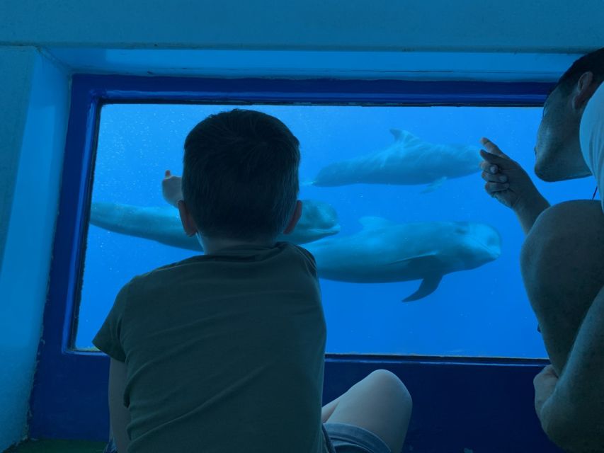 Adeje: Whale and Dolphin Watching Cruise with Lunch and Swim - Key things to know before booking