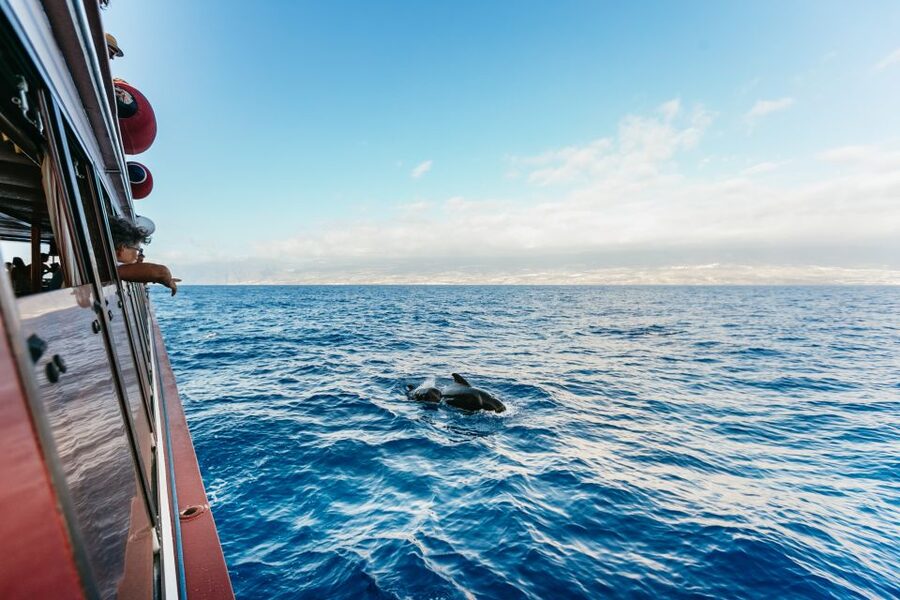 Adeje: Whale and Dolphin Watching Cruise with Lunch and Swim - Leaving Puerto Colón for Tenerife’s whale sanctuary