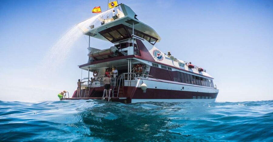 Adeje: Whale and Dolphin Watching Cruise with Lunch and Swim - Watching pilot whales and dolphins without chasing them