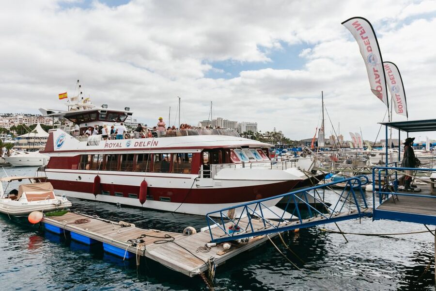 Adeje: Whale and Dolphin Watching Cruise with Lunch and Swim - Seasickness, clothing, and comfort