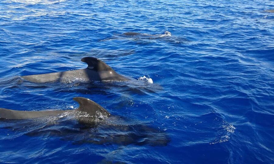 Adeje: Whale Watching Tour to Los Gigantes with lunch & swim - Key points to know before booking