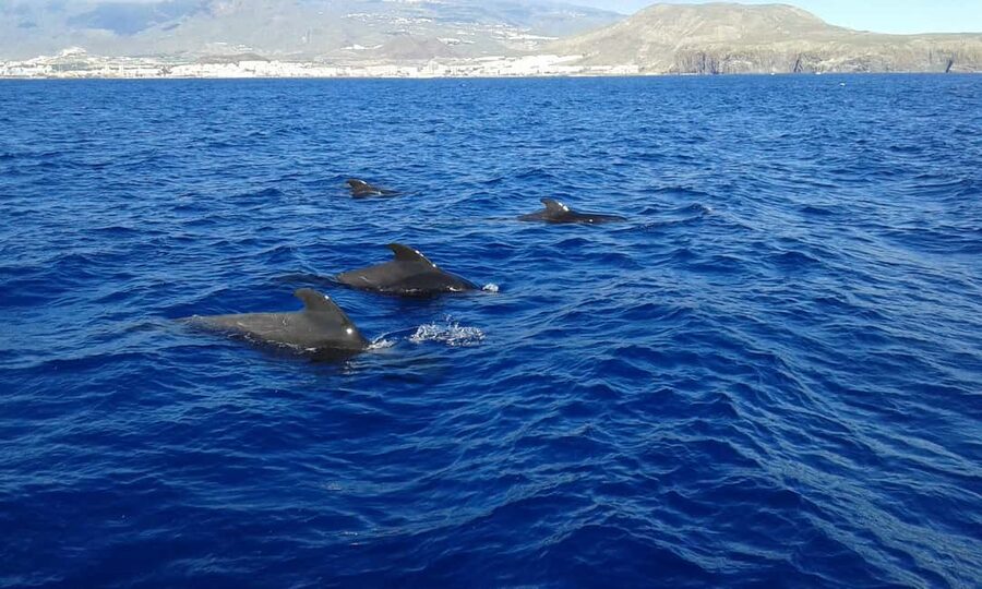Adeje: Whale Watching Tour to Los Gigantes with lunch & swim - What this Tenerife boat trip is really like