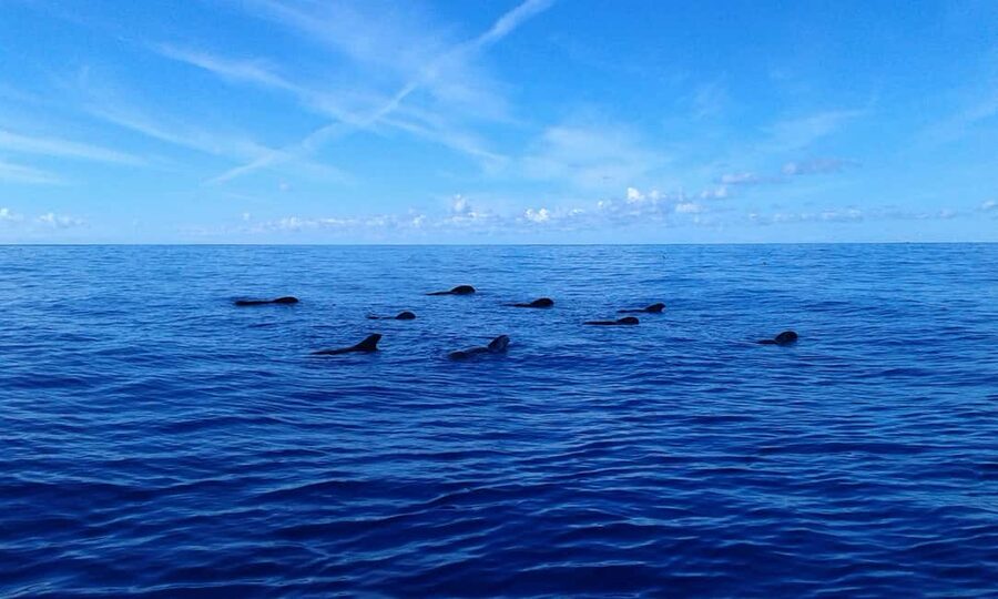 Adeje: Whale Watching Tour to Los Gigantes with lunch & swim - Is $63 good value?