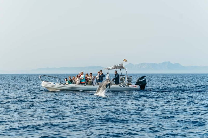 Alcudia or Can Picafort: Dolphin-Watching Cruise - Is $91 a fair price?