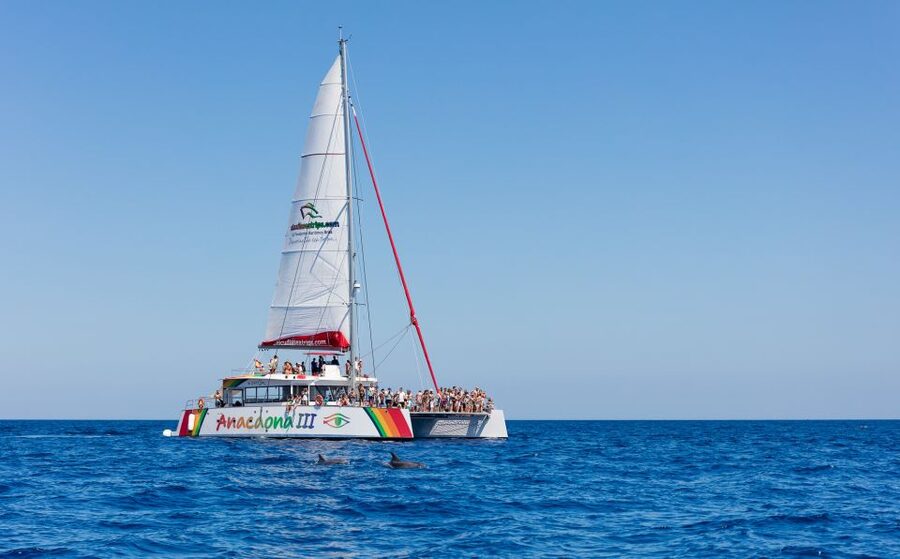 Alcudia: Sunset Catamaran Tour with Dinner and Snorkeling - The 90-minute cove stop is the heart of the trip