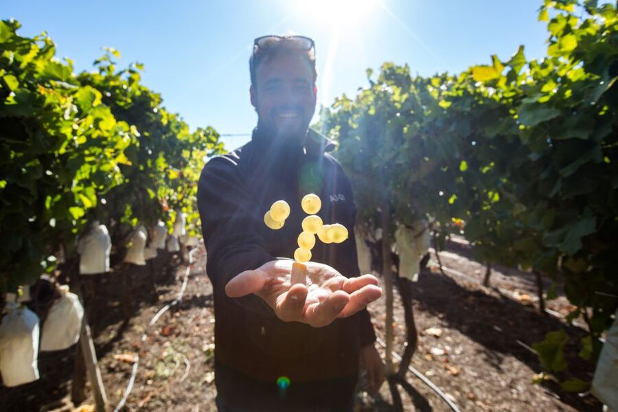 Alicante: Countryside Wine Tour with 4 Tastings - Why the guide matters so much