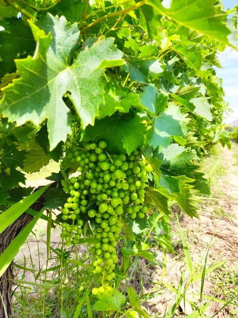 Alicante: Countryside Wine Tour with 4 Tastings - Is $68 good value?