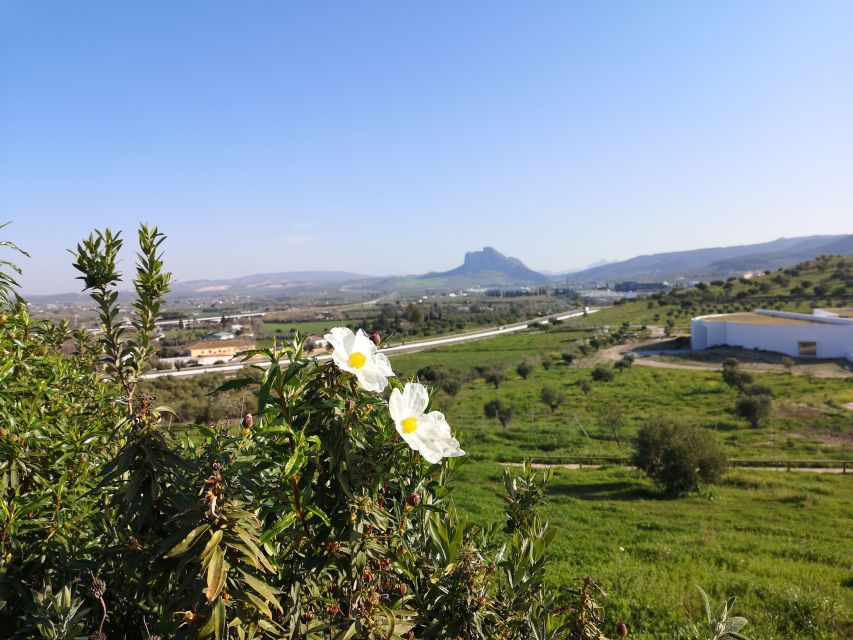 Antequera: Dolmens and El Torcal Tour with Transfer - Key points before you book