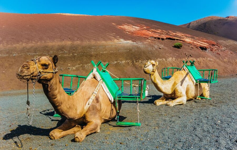 Arrecife: Timanfaya and Green Lagoon for Cruise Passengers - What the guide adds to the day