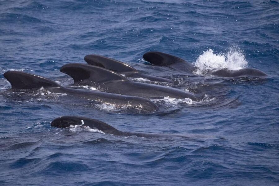 Barbate: Dolphin and Whale Watching in Cape Trafalgar - Key points before you book