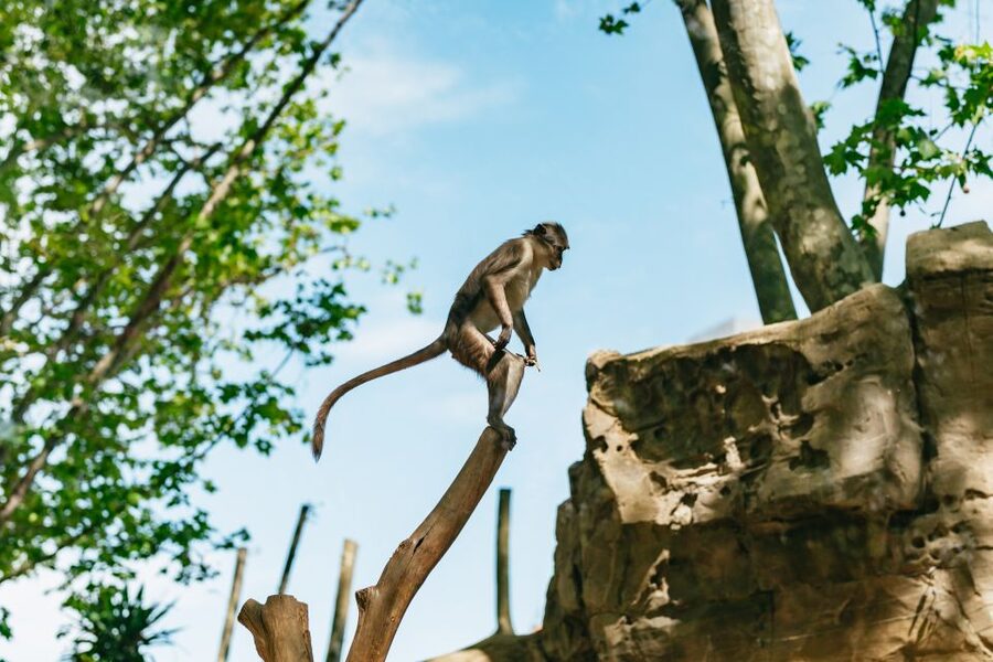 Barcelona: 1-Day Ticket to Barcelona Zoo - A practical route through the animal areas