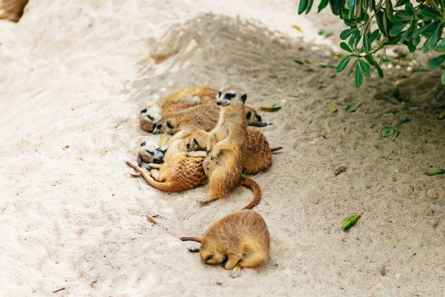 Barcelona: 1-Day Ticket to Barcelona Zoo - Large animals, birds, and reptiles