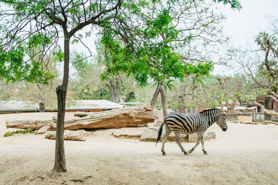 Barcelona: 1-Day Ticket to Barcelona Zoo - Conservation, education, and animal care