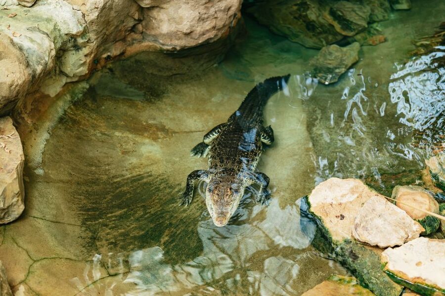 Barcelona: 1-Day Ticket to Barcelona Zoo - Is the zoo easy to follow?