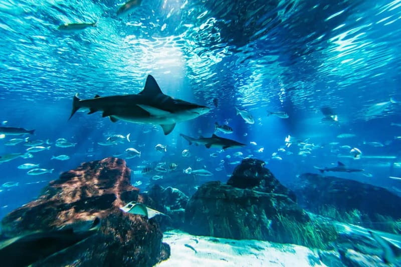 Barcelona Aquarium: Entry Ticket - Key points to know before you go