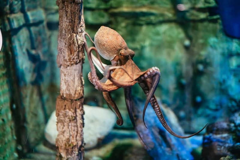 Barcelona Aquarium: Entry Ticket - Mediterranean tanks and tropical sea life