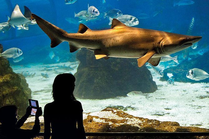 Barcelona Aquarium Skip the Line Ticket - Arriving at Port Vell and finding the aquarium