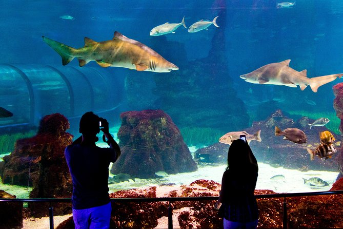 Barcelona Aquarium Skip the Line Ticket - Planeta Aqua and the penguins