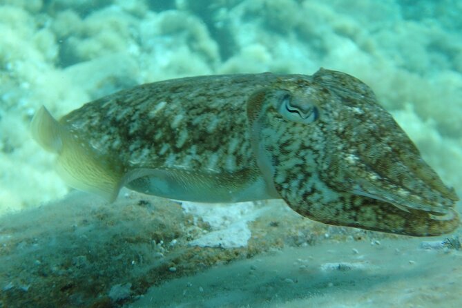 Barcelona: Costa Brava Easy Hike, Snorkel, Cliff-Jump & Meal - Snorkeling in protected coastal water