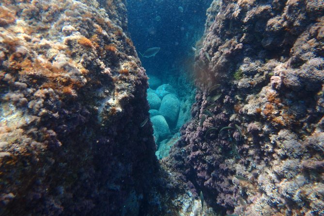 Barcelona Costa Brava Kayak, Snorkel & Cliff Jump Day Tour - Snorkeling with fish, starfish, and octopus