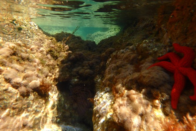 Barcelona Costa Brava Kayak, Snorkel & Cliff Jump Day Tour - Guides are a major part of the value
