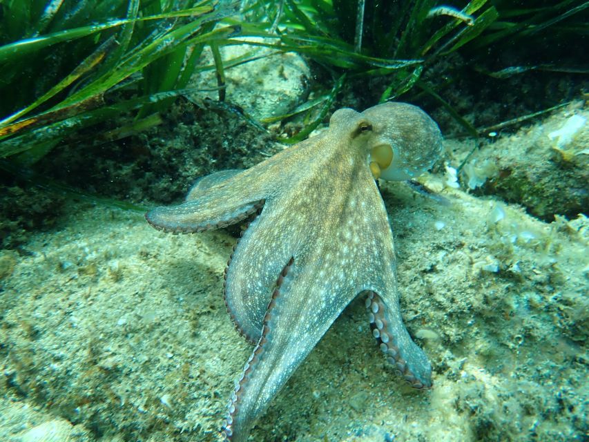 Barcelona: Costa Brava Kayak, Snorkel & Cliff Jump & Lunch - Kayaking through coves, cliffs, and caves