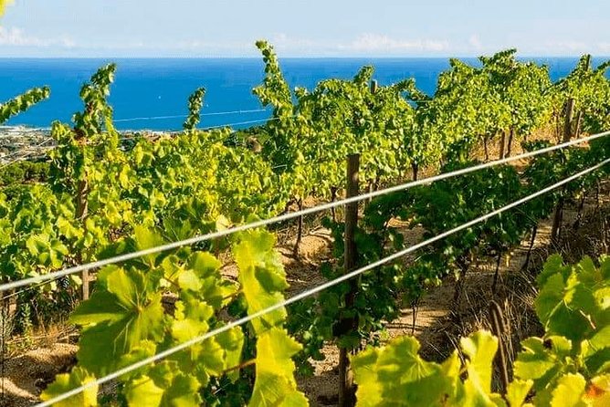 Barcelona eBike Beach Private Tour to Vineyards & Picnic - What makes the private format valuable