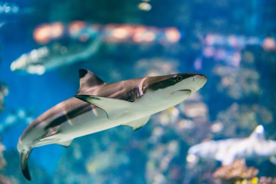 Barcelona: Hop-On Hop-Off Bus & Aquarium Tour - Where the aquarium fits into your day