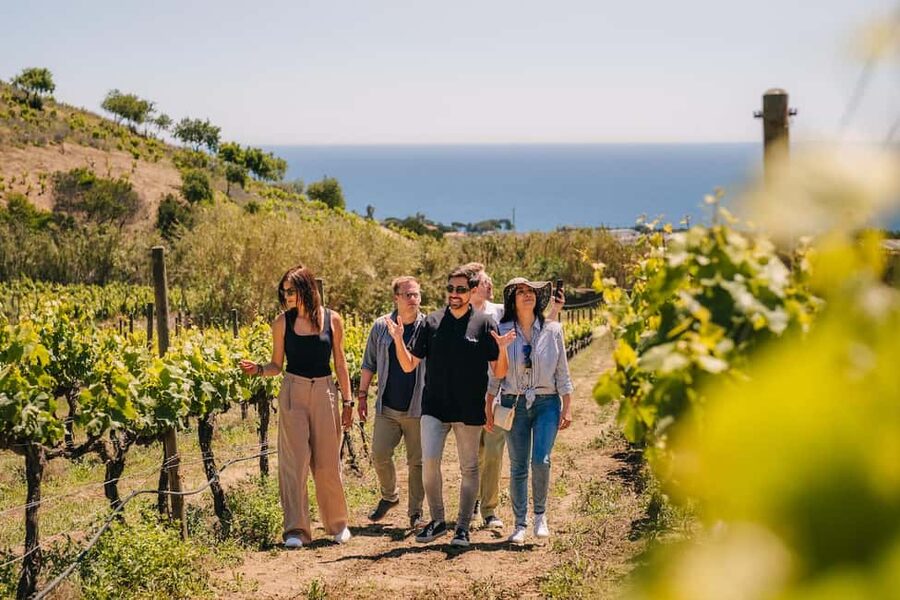Barcelona: Sailing Cruise & Vineyard Tour with Wine Tasting - Returning to Barcelona by minivan or sailboat