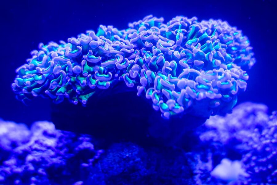 Benalmadena Aquarium Visit - Amazonia finishes the route with tropical color