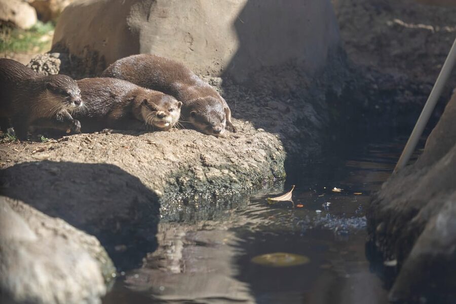 Benalmadena Aquarium Visit - Is $25 good value?