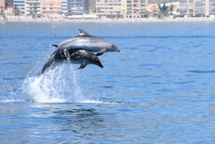 Benalmadena: Dolphin Watching Boat Tour - Five things worth knowing before you sail