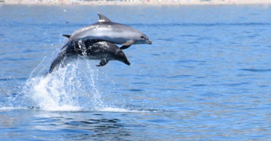 Benalmadena: Dolphin Watching Boat Tour - Setting out from Benalmádena Marina