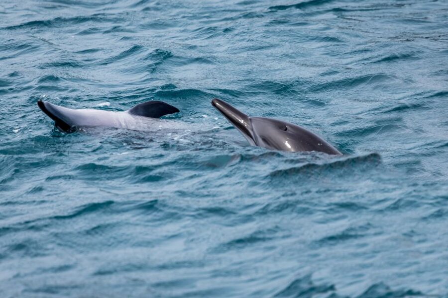 Benalmadena: Dolphin Watching Boat Tour - How the dolphin sighting usually feels