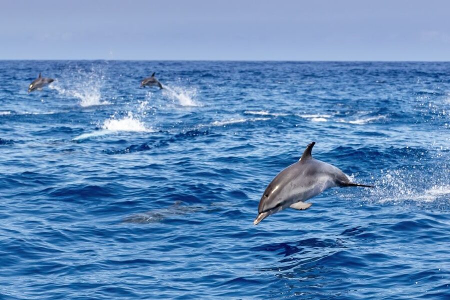 Benalmadena: Dolphin Watching Boat Tour - Passing the coastal towers and resort sights