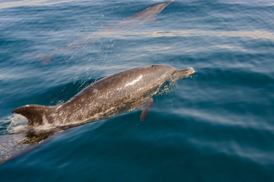 Benalmadena: Dolphin Watching Boat Tour - Price, timing, and the real value
