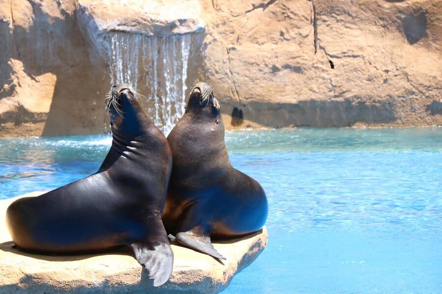 Benalmadena: Selwo Marina Admission Ticket - What your visit to Selwo Marina looks like