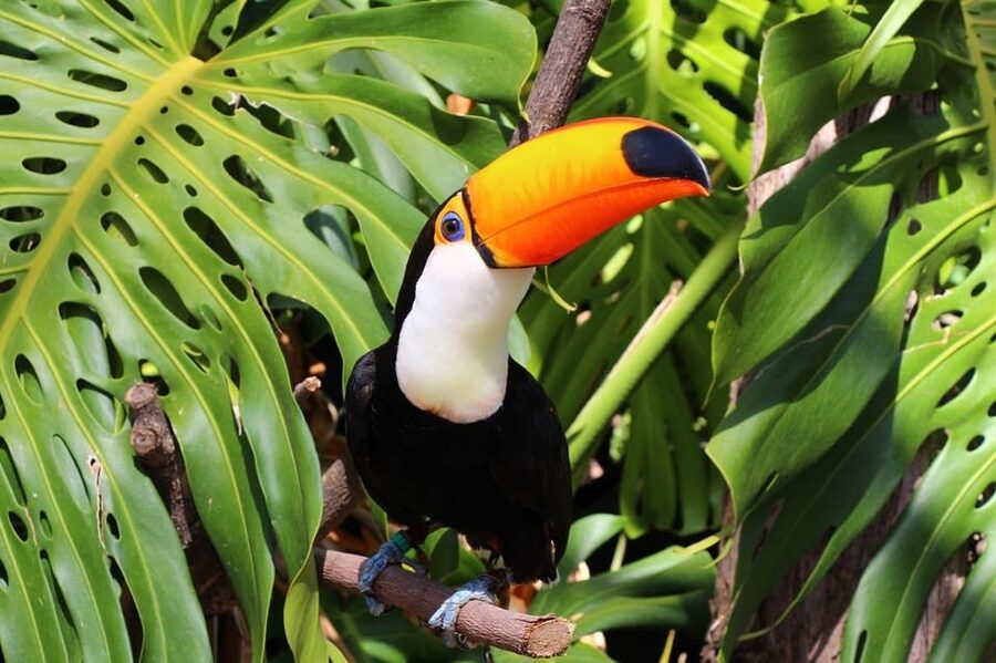 Benalmadena: Selwo Marina Admission Ticket - Ice Island and the penguin feeding