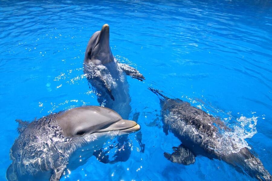 Benalmadena: Selwo Marina Admission Ticket - What the $18 ticket really buys you