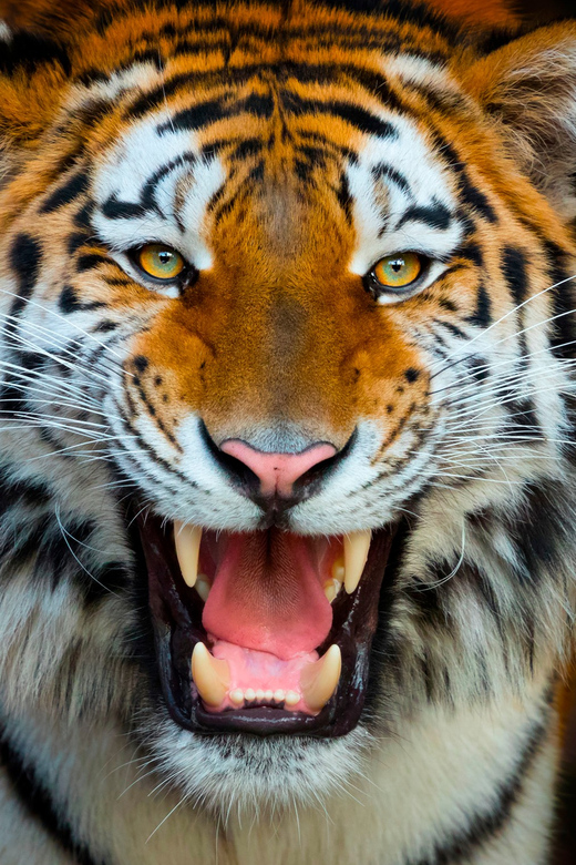 Benidorm: Terra Natura and Aqua Natura Combo Day Ticket - Starting at Terra Natura’s animal park
