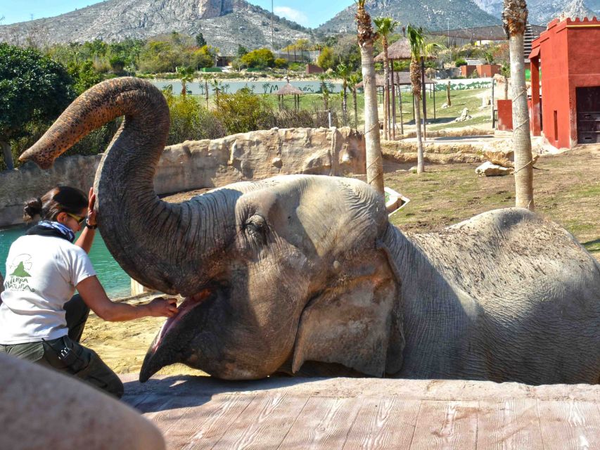 Benidorm: Terra Natura Theme Park 1-Day Tickets - Elephants, big cats, and the close-up moments