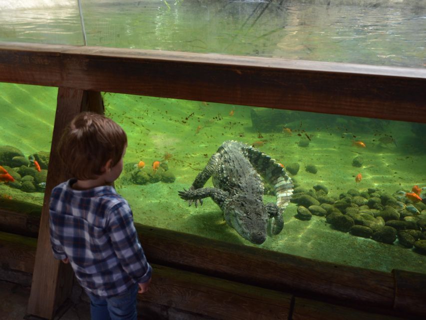 Benidorm: Terra Natura Theme Park 1-Day Tickets - The birds of prey show is the park’s star