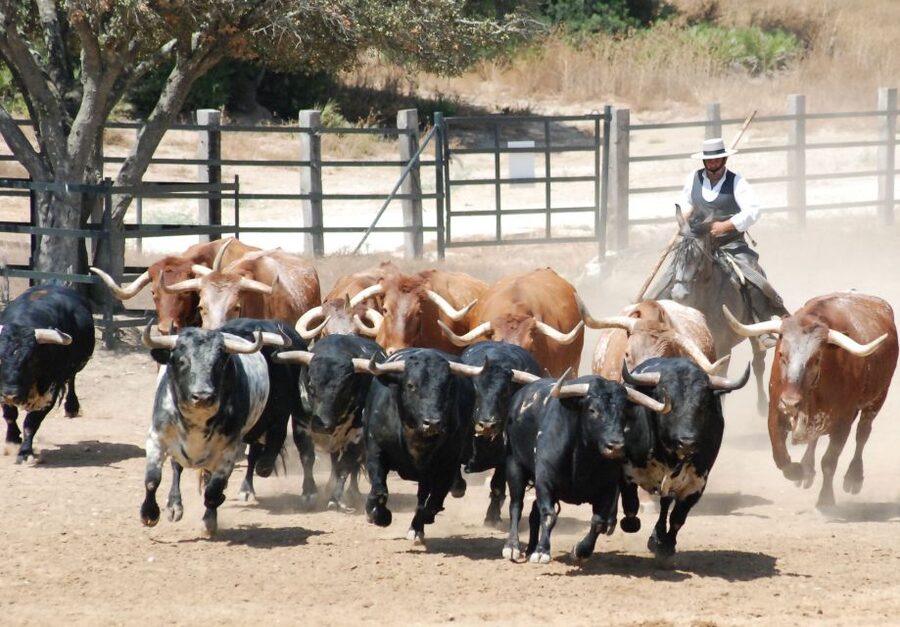Cadiz: Andalusian Horses and Bulls Country Show - Key points to know before you go