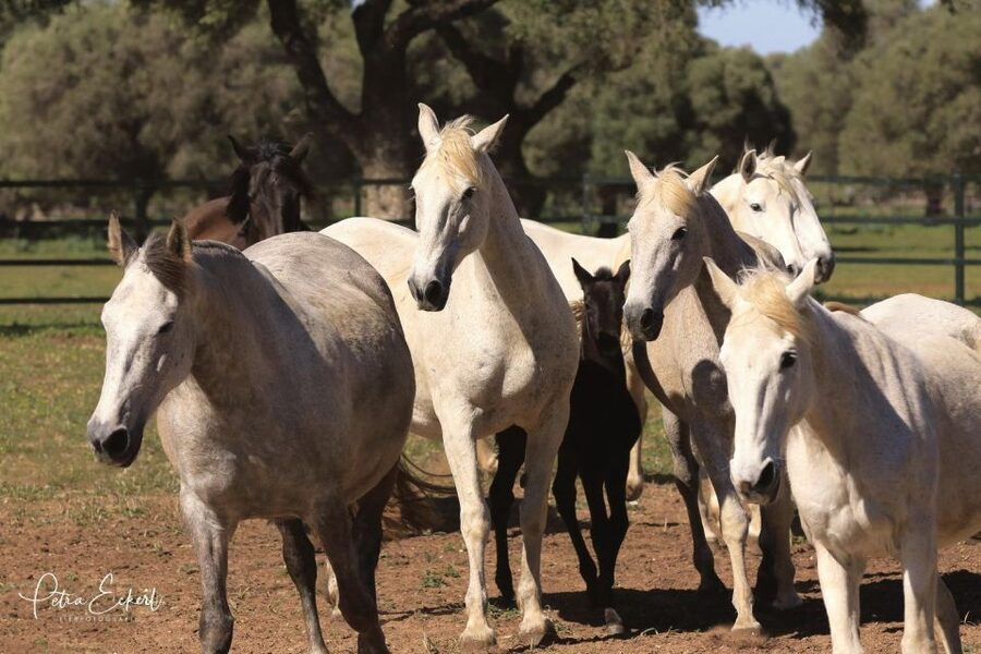 Cadiz: Andalusian Horses and Bulls Country Show - Watching Andalusian horses in the ring