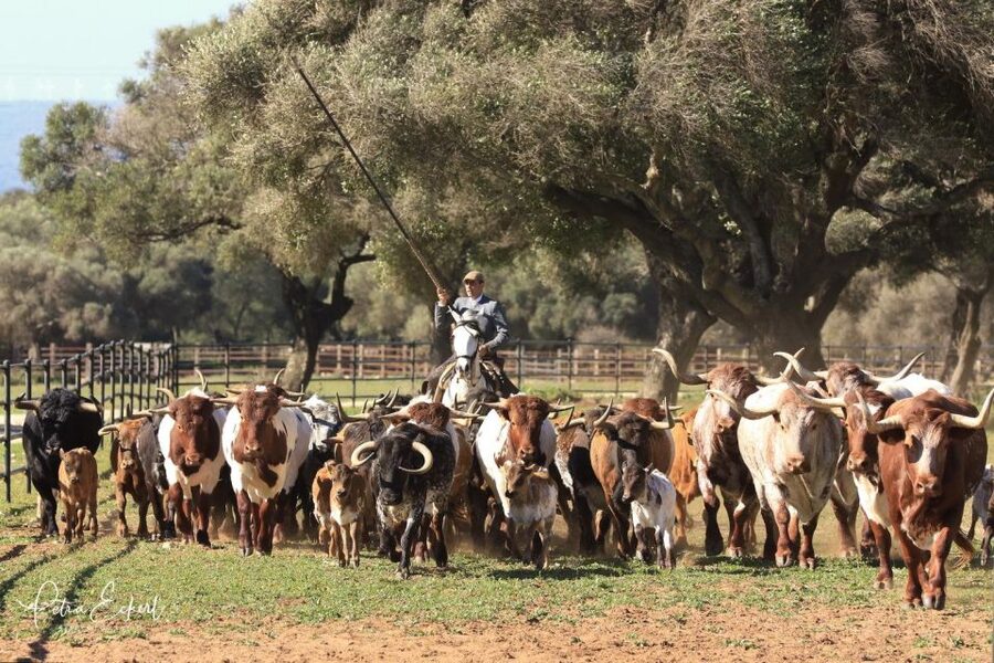 Cadiz: Andalusian Horses and Bulls Country Show - A compact 90-minute show