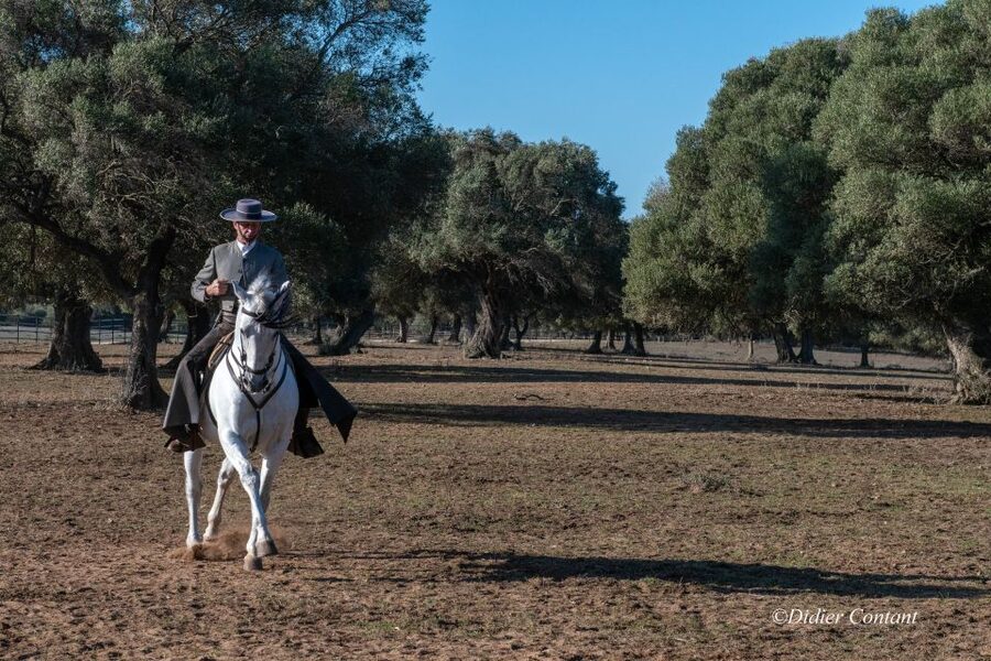 Cadiz: Andalusian Horses and Bulls Country Show - Is $41 a fair price?
