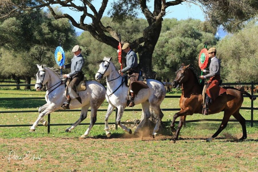Cadiz: Andalusian Horses and Bulls Country Show - Who should book this experience?